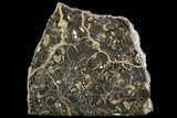 Polished Ammonite (Promicroceras) Fossil - Marston Magna Marble #129299-2